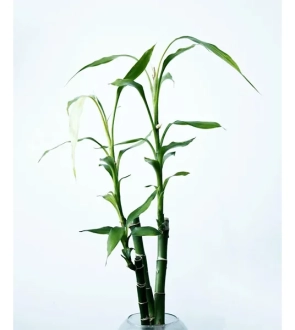 Lucky Bamboo 600