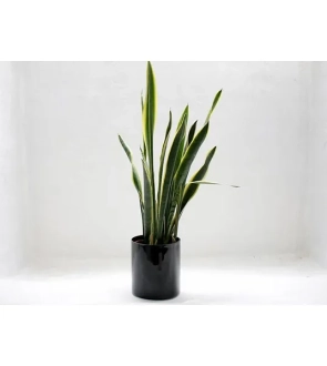 Snake Plant 600