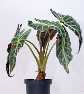 Buy Alocasia Live Plant Kenya