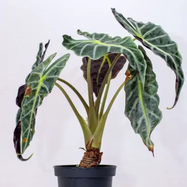 Buy Alocasia Live Plant Kenya