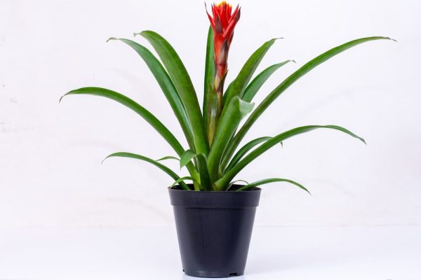 Bromeliads - Image 2