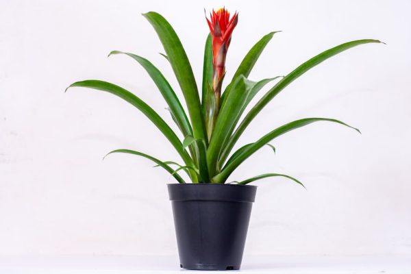Buy Bromeliads Live Plants Kenya 2