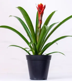 Buy Bromeliads Live Plants Kenya