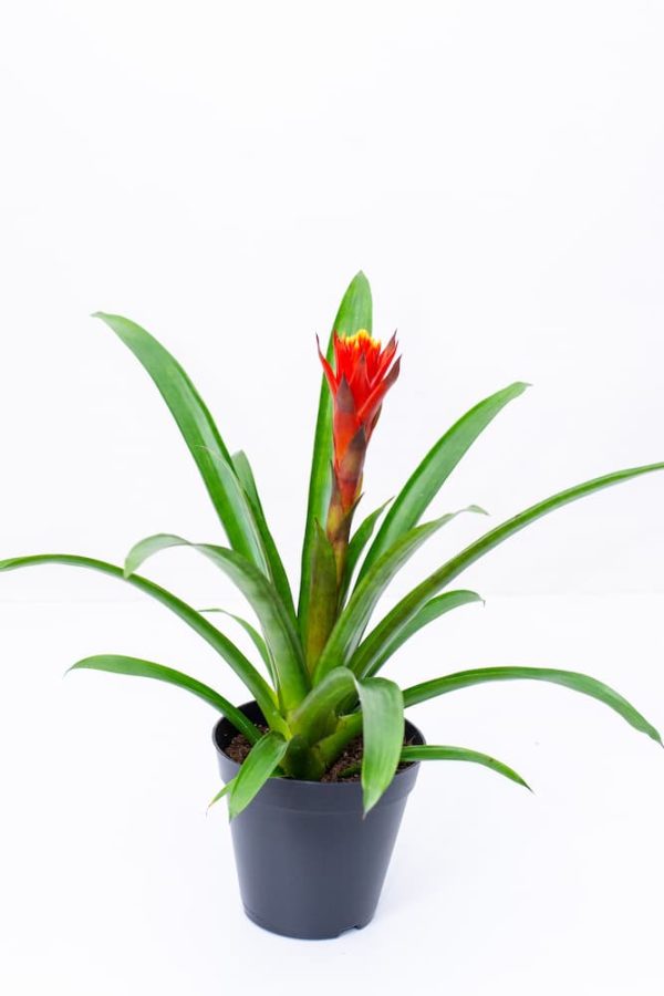 Buy Bromeliads Live Plants Kenya 3