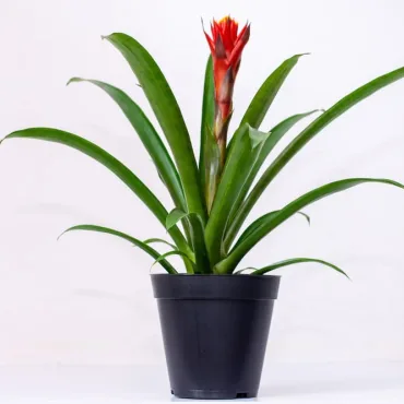 Buy Bromeliads Live Plants Kenya