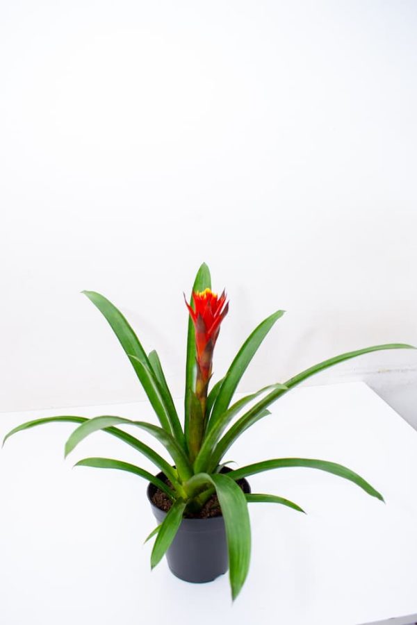 Buy Bromeliads Live Plants Kenya 4