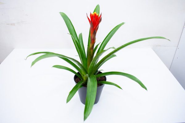 Buy Bromeliads Live Plants Kenya 5
