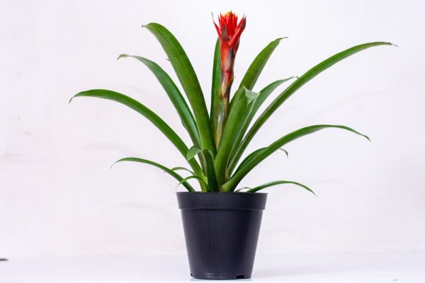Buy Bromeliads Live Plants Kenya