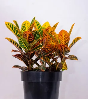 Buy Croton 3 Stem Live Plant Kenya 1