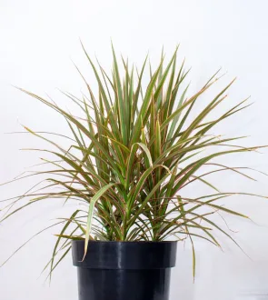 Buy Dracaena Marginata Live Plant Kenya 1