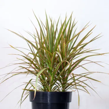 Buy Dracaena Marginata Live Plant Kenya 1