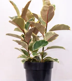 Buy Ficus Elastica Variegated 3stem Live Plants Kenya 1