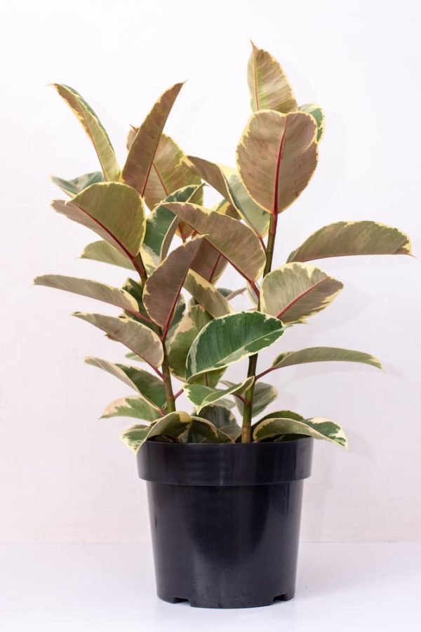 Buy Ficus Elastica Variegated 3stem Live Plants Kenya 1