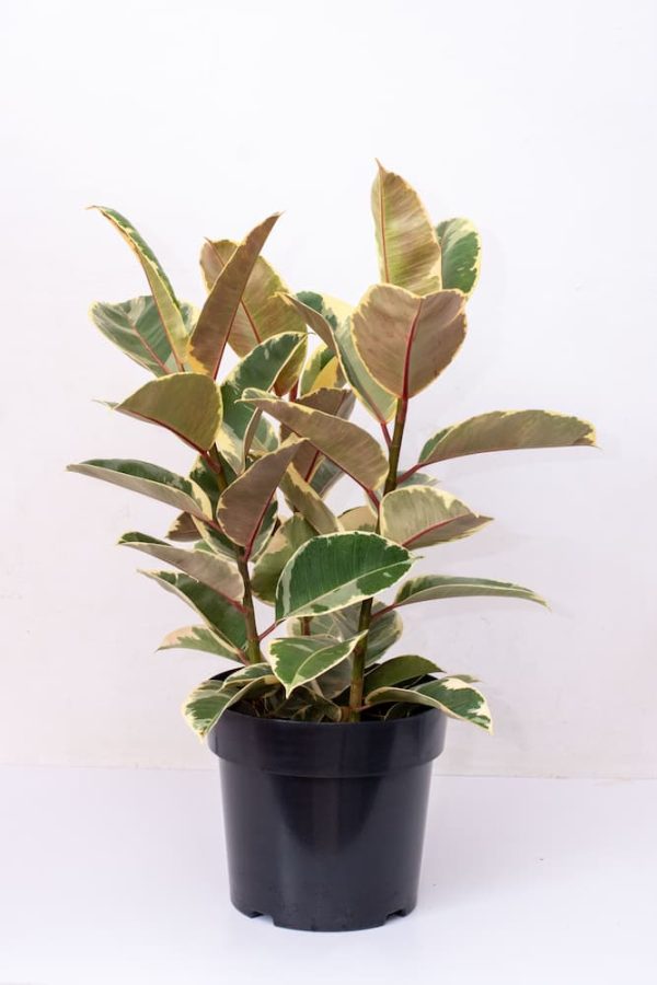 Buy Ficus Elastica Variegated 3stem Live Plants Kenya 2