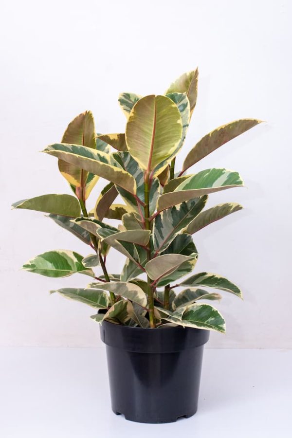 Buy Ficus Elastica Variegated 3stem Live Plants Kenya 3