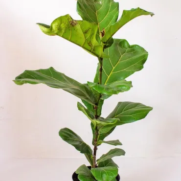 Buy Ficus Lyrata Single Stem Live Plants Kenya 1