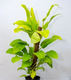 Easy to manage the direction of the plant. Looks neat. Air cleaning plant