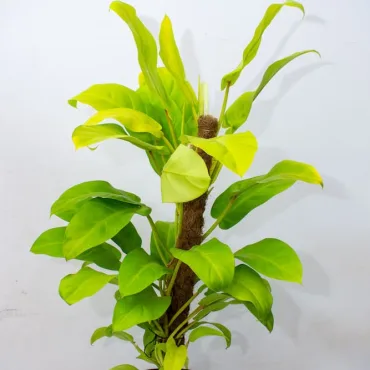Easy to manage the direction of the plant. Looks neat. Air cleaning plant