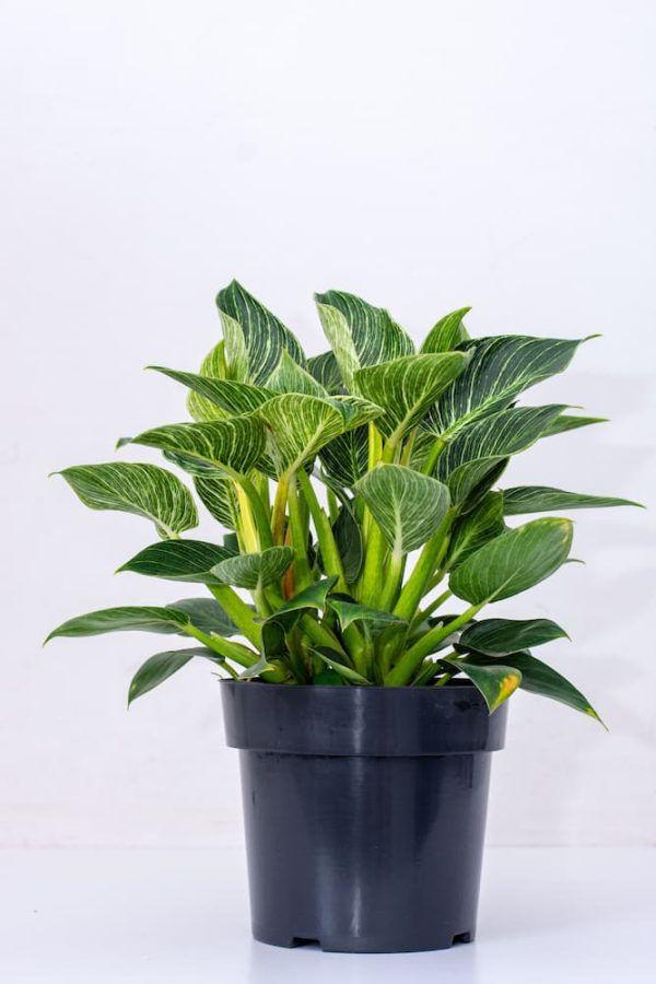 Buy Philodendron White Wave -Birkini 1 - Live Plants Kenya