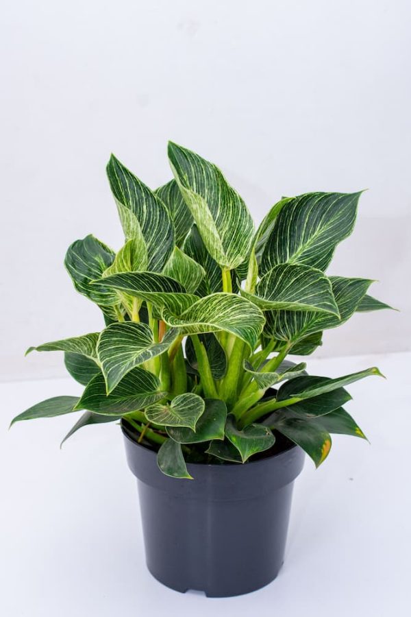 Buy Philodendron White Wave -Birkini 2 - Live Plants Kenya