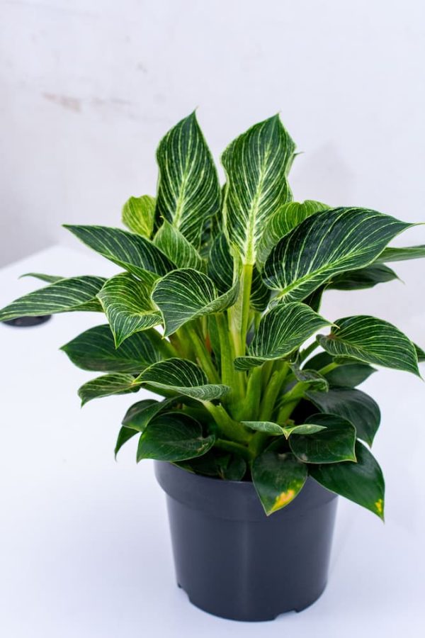 Buy Philodendron White Wave -Birkini 3 - Live Plants Kenya