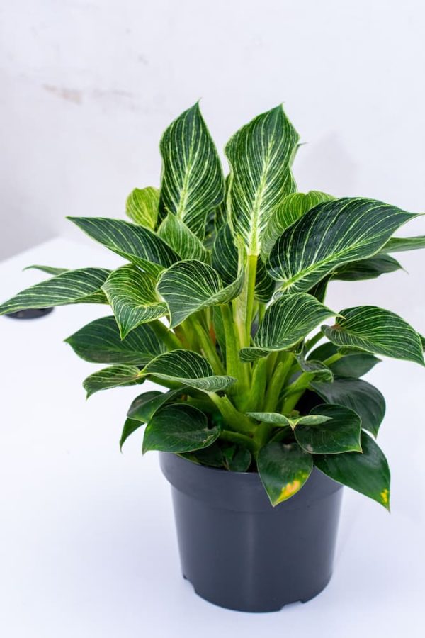 Buy Philodendron White Wave -Birkini 4 - Live Plants Kenya