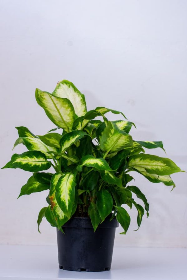 Buy Philodendron White Wave -Birkini 5 - Live Plants Kenya