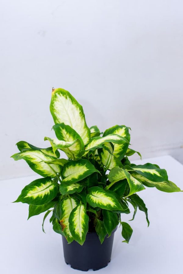 Buy Philodendron White Wave -Birkini 7 - Live Plants Kenya
