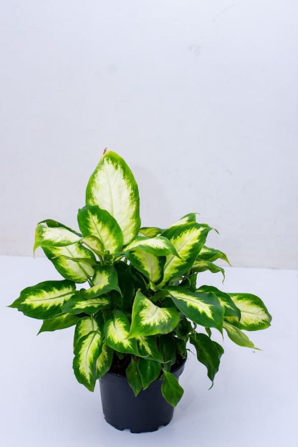 Buy Philodendron White Wave -Birkini 8 - Live Plants Kenya