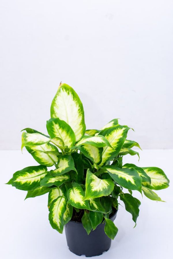 Buy Philodendron White Wave -Birkini 9 - Live Plants Kenya