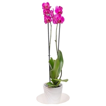 Orchids 600